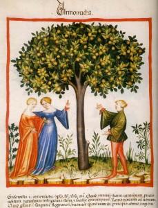 abricot-tacuinum-sanitatis-codex-vienne De l’acclimatation de l’abricot en France…