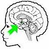 hypothalamus-copie-3.jpg