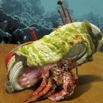 Nike - Bernard l'hermite Anti minimalisme !