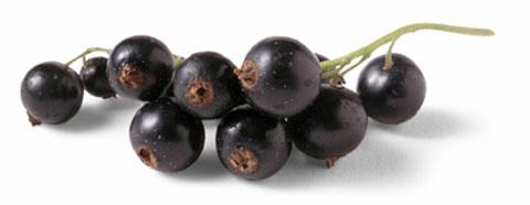 cassis-grappe Oh oui du cassis !