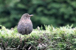 Autour de la mangeoire au jardin en cette fin janvier Merle_de_face