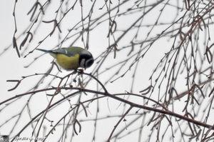 Autour de la mangeoire au jardin en cette fin janvier Acrobatie_2