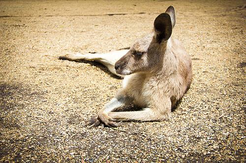 Meeting with the Kangaroos