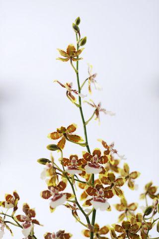 L'Orchidée Cambria L'Orchidée Cambria