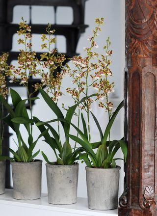 L'Orchidée Cambria L'Orchidée Cambria