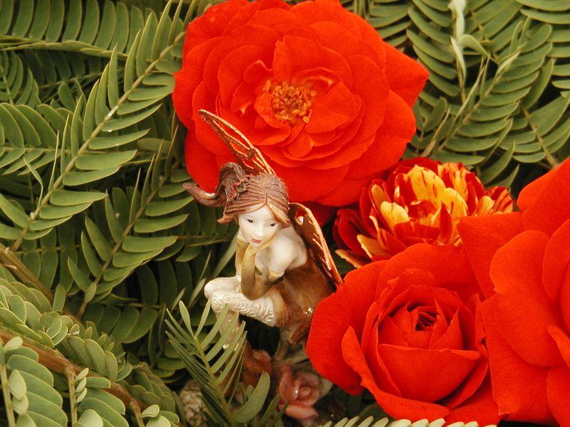 rose L’Occident (Daniel Boulanger)