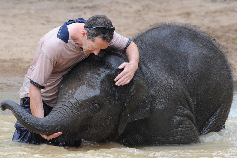 Le 31 janvier, au zoo de Melbourne, en Australie, cet éléphant, le premier conçu par insémination artificielle dans ce pays, prend un bain en compagnie d’un soigneur animalier. Seule la moitié des grossesses naturelles des éléphants en liberté aboutit à la naissance d'un éléphanteau.