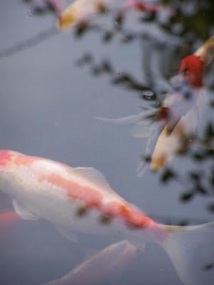 Exercice de composition photographique : le bassin aux poissons rouges.