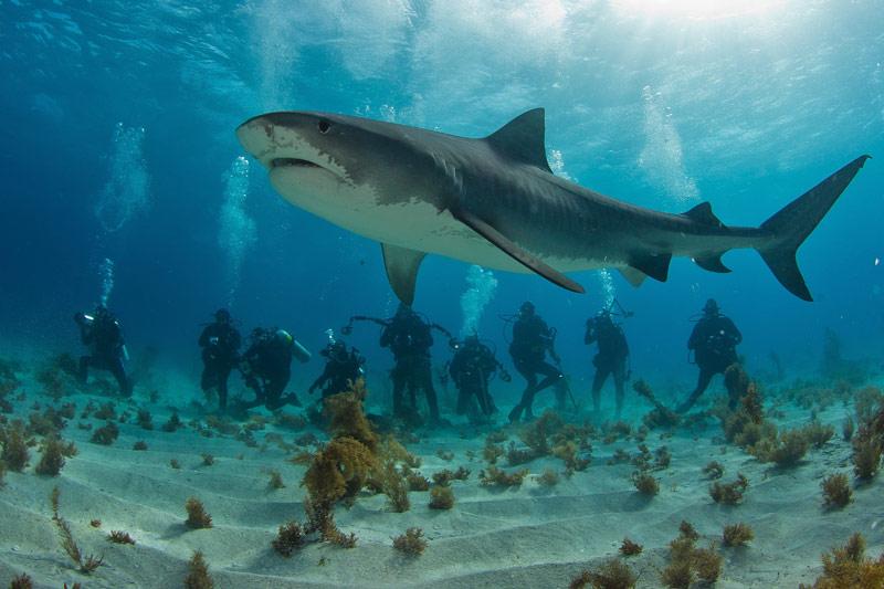Des plongeurs passionnés, accompagnés de photographes, approchent un majestueux requin tigre dans des conditions de rêve, au cœur des eaux cristallines et chaudes des Bahamas, mi-janvier. 