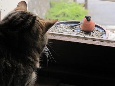 Le chat et l'oiseau