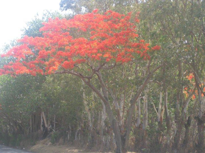 Mauritius West Coast, by Anjanita MAHADOO.