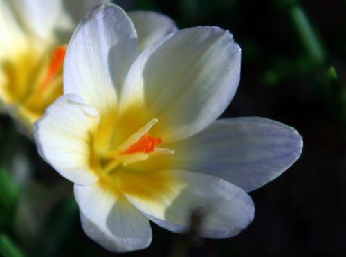 Premiers crocus jardin