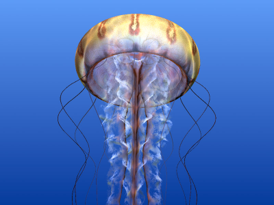 WebGL large Google Chrome 9 Final