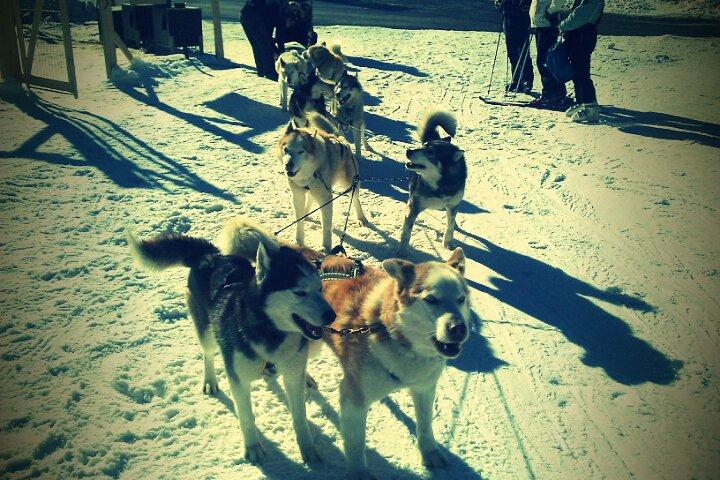 FxCam_1296998021505 Snow Parade