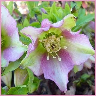 Un peu de douceur, du soleil et l'envie de revoir le jard... Un peu de douceur, du soleil et l'envie de revoir le jard...