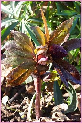 Un peu de douceur, du soleil et l'envie de revoir le jard... Un peu de douceur, du soleil et l'envie de revoir le jard...