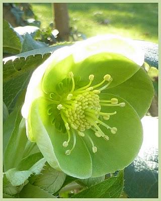 Un peu de douceur, du soleil et l'envie de revoir le jard... Un peu de douceur, du soleil et l'envie de revoir le jard...