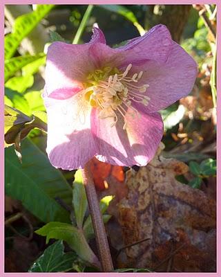 Un peu de douceur, du soleil et l'envie de revoir le jard... Un peu de douceur, du soleil et l'envie de revoir le jard...
