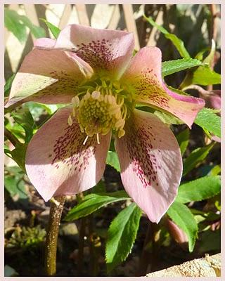 Un peu de douceur, du soleil et l'envie de revoir le jard... Un peu de douceur, du soleil et l'envie de revoir le jard...