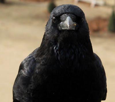 Un « corbeau » devant la cour de Versailles
