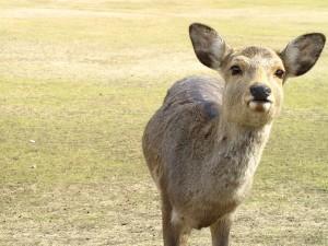 Japon - Kansai, Nara Voyage au Japon: le Kansai en une semaine !