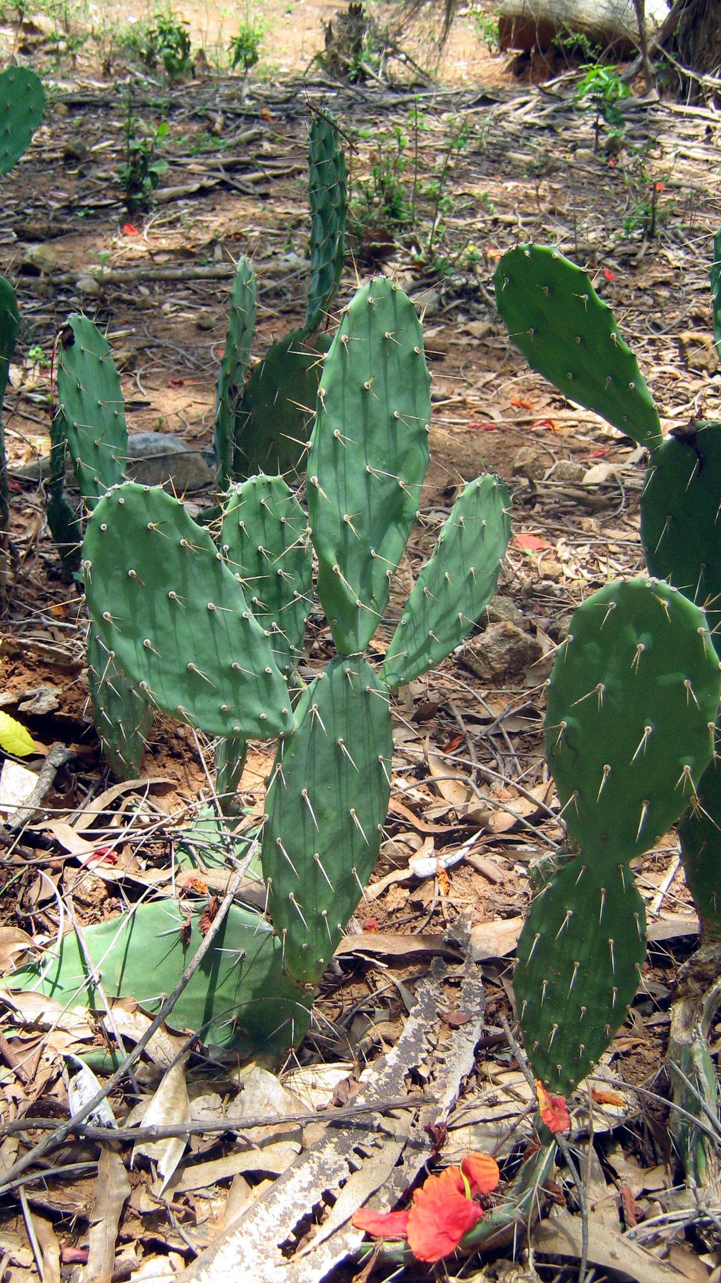 http://upload.wikimedia.org/wikipedia/commons/7/75/Cactus-chennaiTAMILNADU33India.jpg