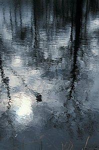 La Mare aux têtards de Guillaume Delaunay mare aux tetards - bonus