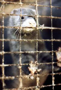 La très longue marche vison_cage5