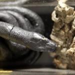 nike-zoom-kobe-vi-caution-mamba-press-kit-09 nike zoom kobe vi caution mamba press kit 09 150x150 Nike “Caution: Mamba” Kobe Press Kit