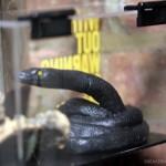 nike-zoom-kobe-vi-caution-mamba-press-kit-03 nike zoom kobe vi caution mamba press kit 03 150x150 Nike “Caution: Mamba” Kobe Press Kit