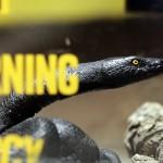 nike-zoom-kobe-vi-caution-mamba-press-kit-08 nike zoom kobe vi caution mamba press kit 08 150x150 Nike “Caution: Mamba” Kobe Press Kit