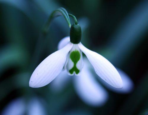 Galanthus jardin
