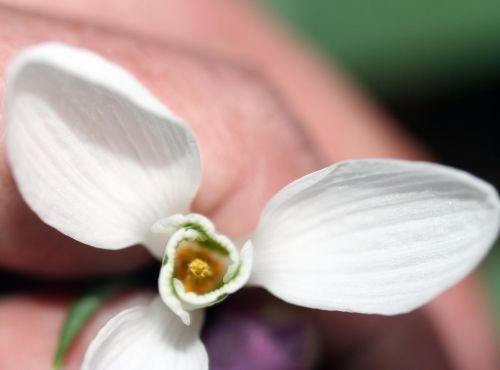 Galanthus jardin