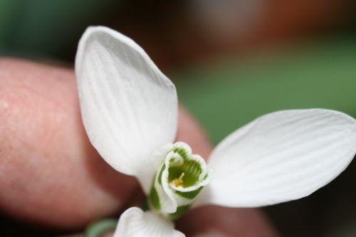 Galanthus jardin