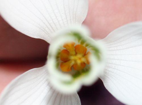 Galanthus jardin