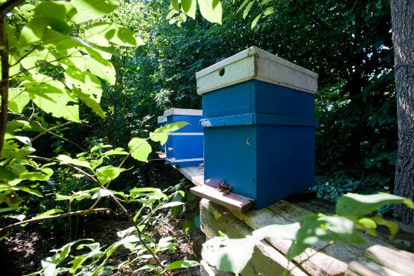 Europe : vers une jurisprudence sur la commercialisation de miel contaminé OGM ?