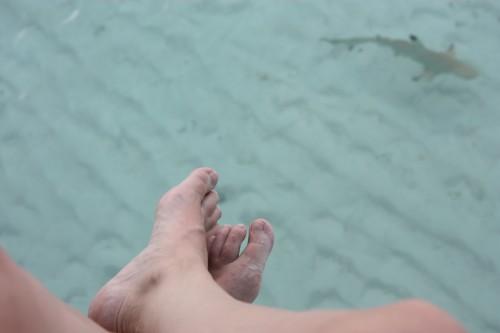 De retour du paradis (part. 4) ... IMG_1717.JPG