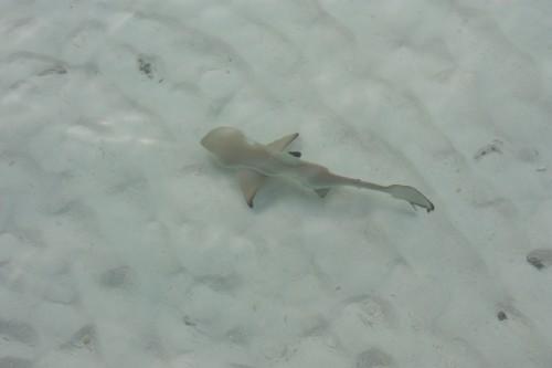 De retour du paradis (part. 4) ... IMG_1707.JPG