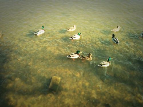 Un canard qui fait coin coin, c’est quand même super... Un canard qui fait coin coin, c’est quand même super...