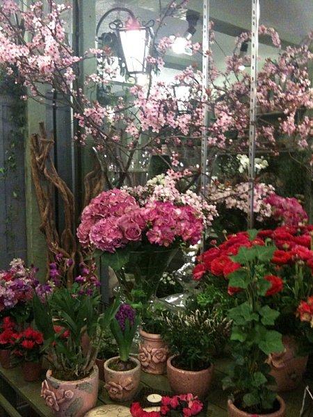 Je ne l'aime plus, je veux en changer, elle est vieille, moche et ringarde .... prunus.jpg