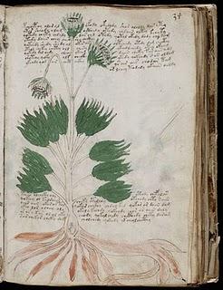 Manuscrit de Voynich: le mystérieux ouvrage enfin daté ! Manuscrit de Voynich: le mystérieux ouvrage enfin daté !