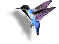 http://www.gifsmaniac.com/gifs-animes/oiseaux/colibri/oiseaux-colibri-1.gif
