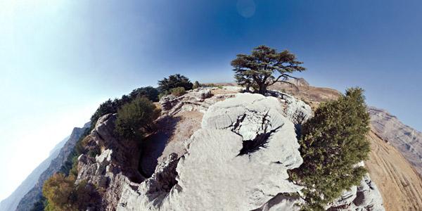 c’est a peine si l’homme vert peut trouver son équilibre Petites Histoires Inédites en Libania: Cedrus Libania