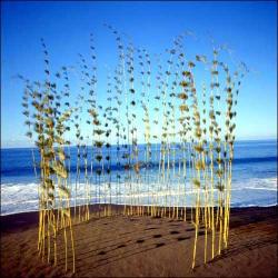 Cercle de bambous-Calumet - 1990 - Nils Udo Questionnaire des Arts : Qui êtes-vous ?