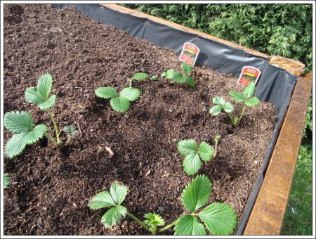 Un jardinier heureux, 17 février 2011 Un jardinier heureux, 17 février 2011