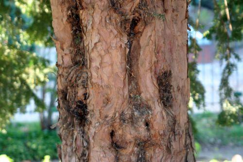 Taxus baccata jardin