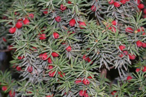 Taxus baccata jardin