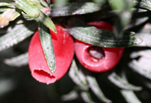 Taxus baccata jardin