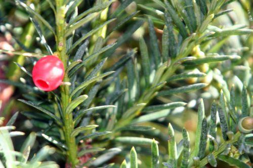 Taxus baccata jardin