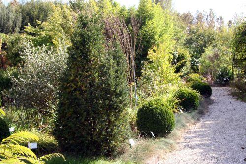 Taxus baccata jardin